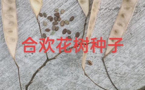 合欢树栽培与南蛇藤果对比全解：树形规格·移栽支撑·修剪管理