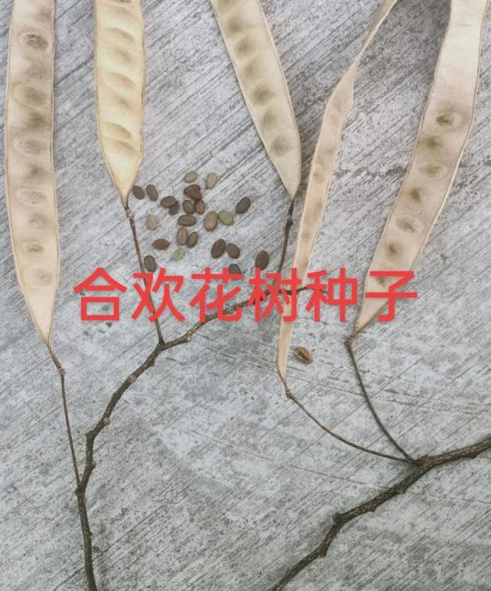 合欢树栽培与南蛇藤果对比全解：树形规格·移栽支撑·修剪管理