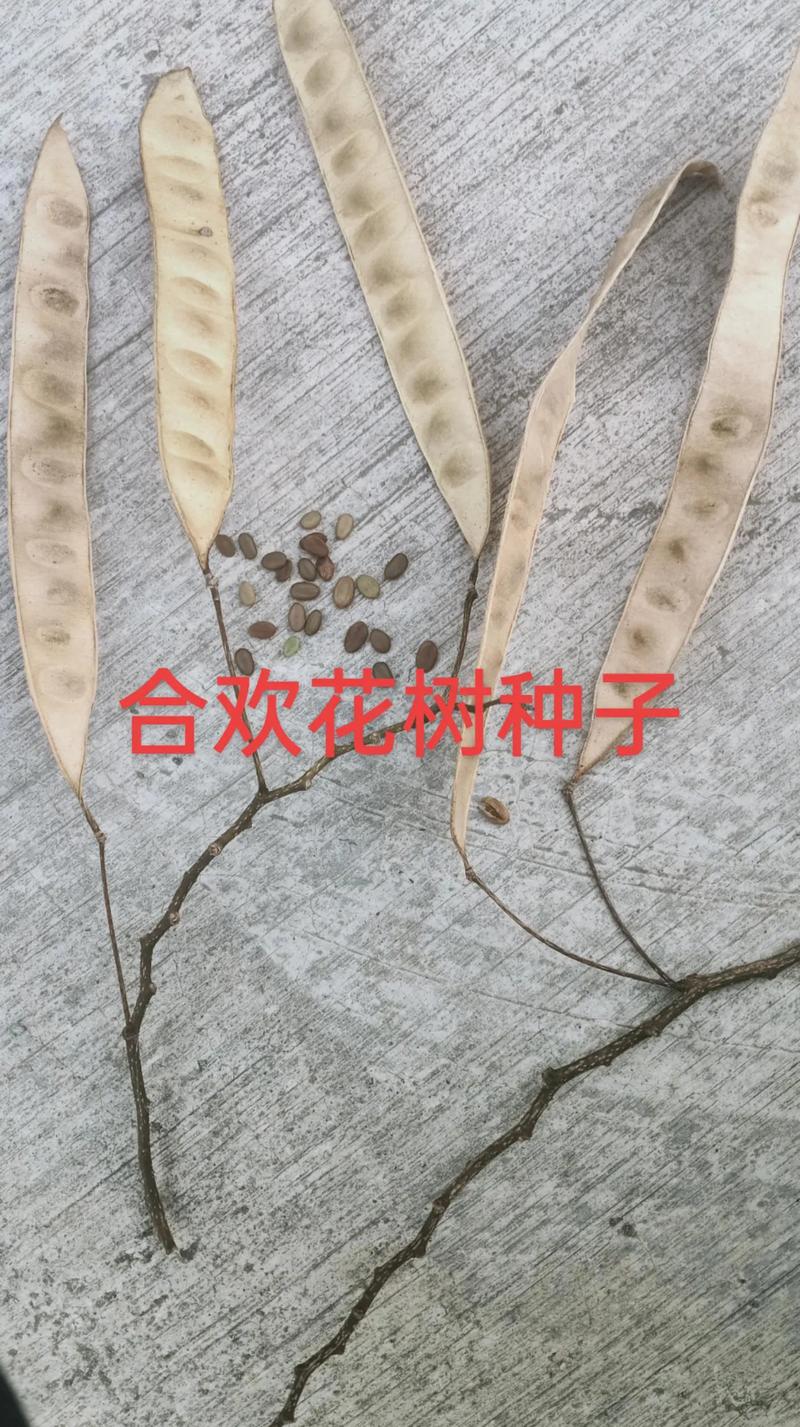 合欢树栽培与南蛇藤果对比全解:树形规格·移栽支撑·修剪管理 树形与遮荫能力评估