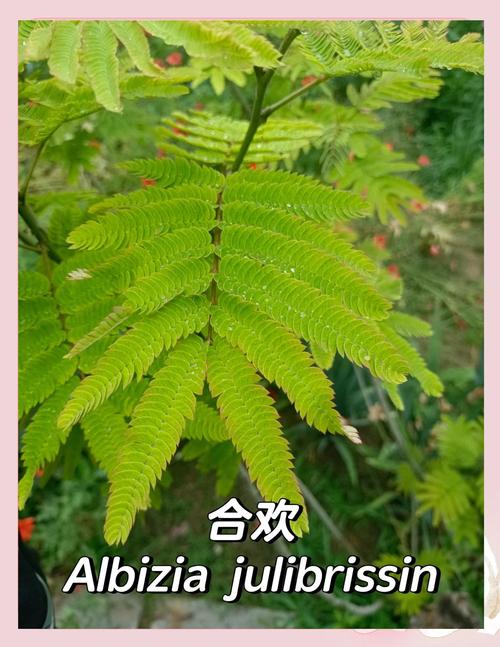 合欢树栽培与南蛇藤果对比全解:树形规格·移栽支撑·修剪管理 全冠移栽技术详解