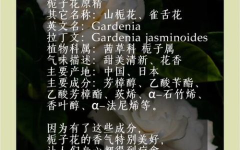 栀子花和山茶花哪个味道好闻？香味对比与养护指南