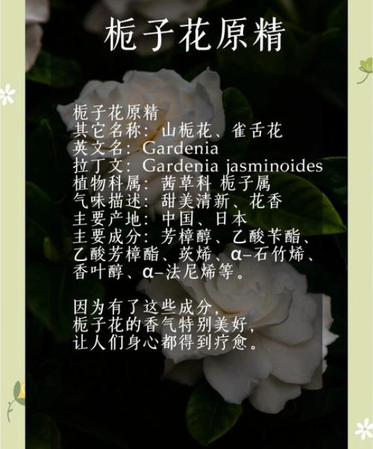 栀子花和山茶花哪个味道好闻？香味对比与养护指南