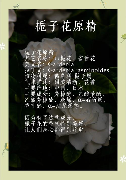 栀子花和山茶花哪个味道好闻?香味对比与养护指南 栀子花与山茶花基础档案:香气与参数对比