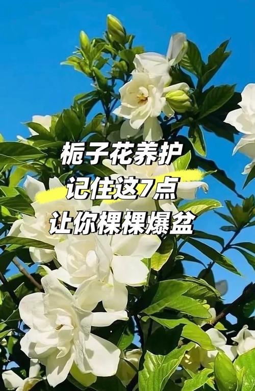 栀子花和山茶花哪个味道好闻?香味对比与养护指南 修剪促花系统指导:影响开花数量与香味浓度