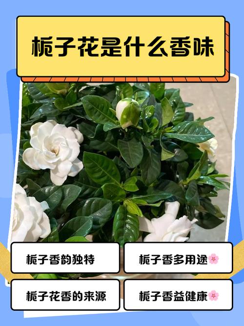 栀子花和山茶花哪个味道好闻?香味对比与养护指南 总结:核心可执行动作3条