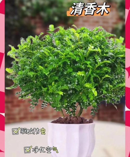清香木能扦插繁殖吗？掌握3个技术要点，成活率可从30%提升至85%