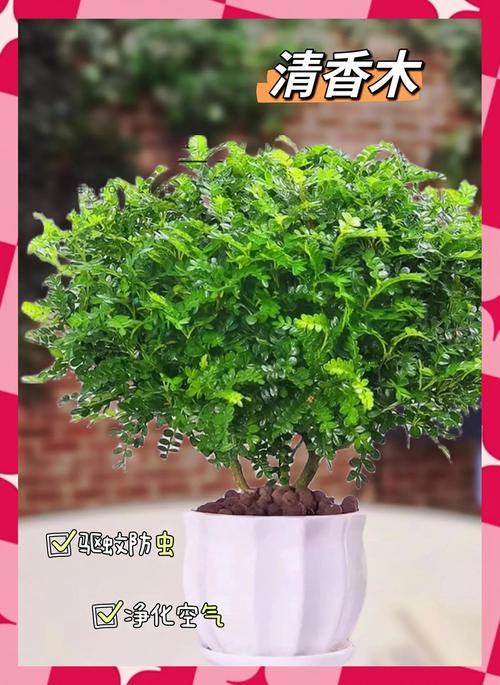 清香木能扦插繁殖吗?掌握3个技术要点,成活率可从30%提升至85% 清香木能扦插繁殖吗?掌握3个技术要点,成活率可从30%提升至85%