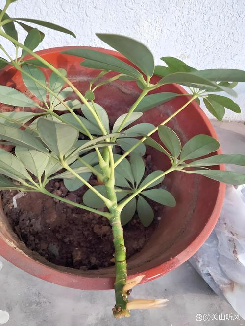 鸭掌木分株繁殖全流程技术指南——从母株分离到新苗定植的精确操作 二、基质配制与环境参数设定