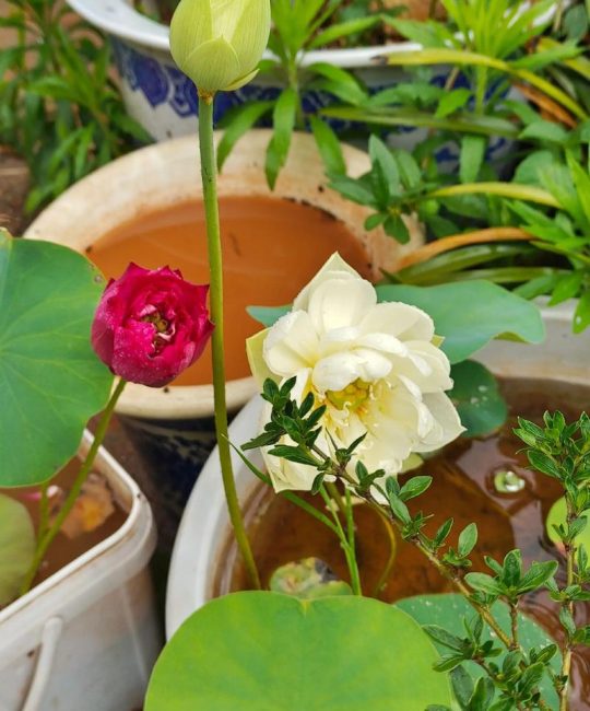 碗莲长立叶后多久开花？从播种到开花全周期管理指南