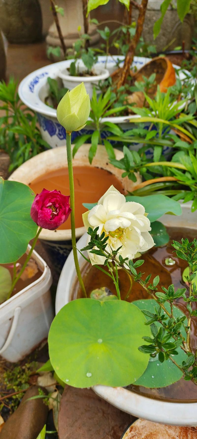 碗莲长立叶后多久开花?从播种到开花全周期管理指南 碗莲长立叶后多久开花?从播种到开花全周期管理指南