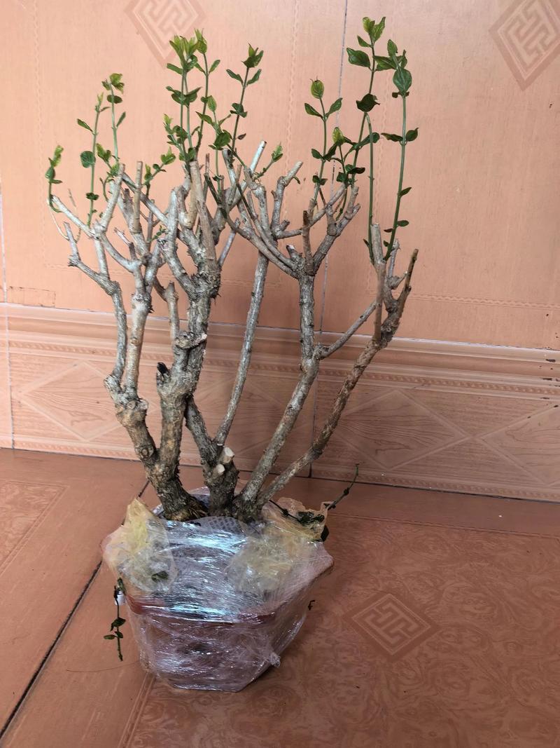 冬季茉莉花叶子发黄干枯掉叶子怎么办?——家庭盆栽养护诊断与防治指南 排查步骤