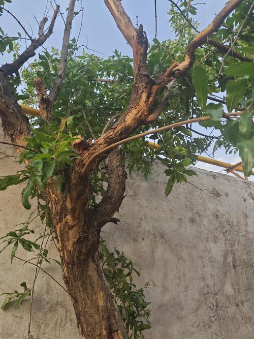 石榴树倒伏后急救指南：三步扶正与根系修复，确保成活率超90%