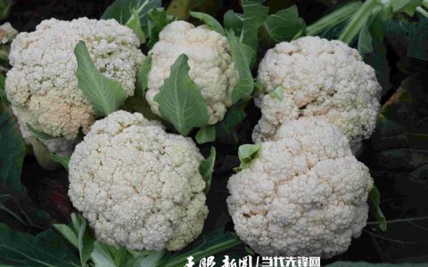 花菜种植全攻略：最佳时间、土壤要求与定植步骤详解