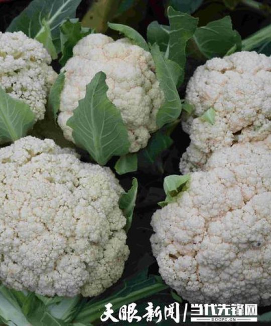 花菜种植全攻略：最佳时间、土壤要求与定植步骤详解