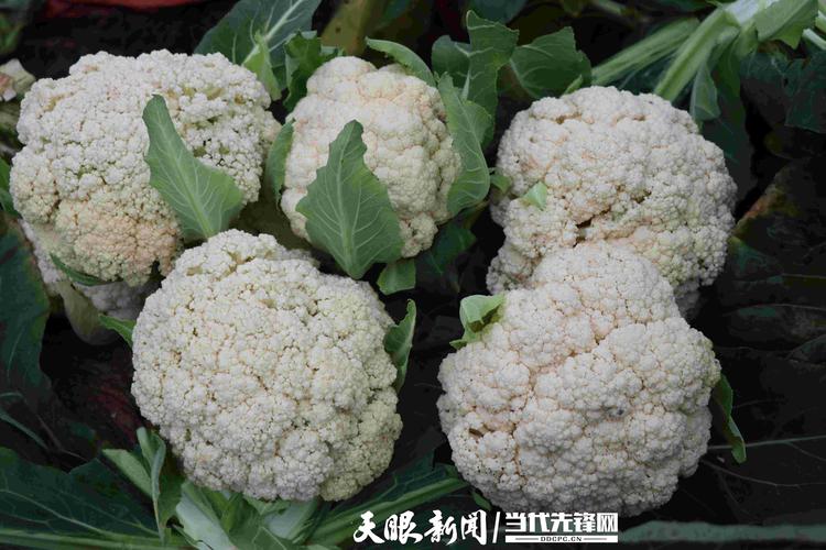 花菜种植全攻略:最佳时间、土壤要求与定植步骤详解 花菜种植全攻略:最佳时间、土壤要求与定植步骤详解