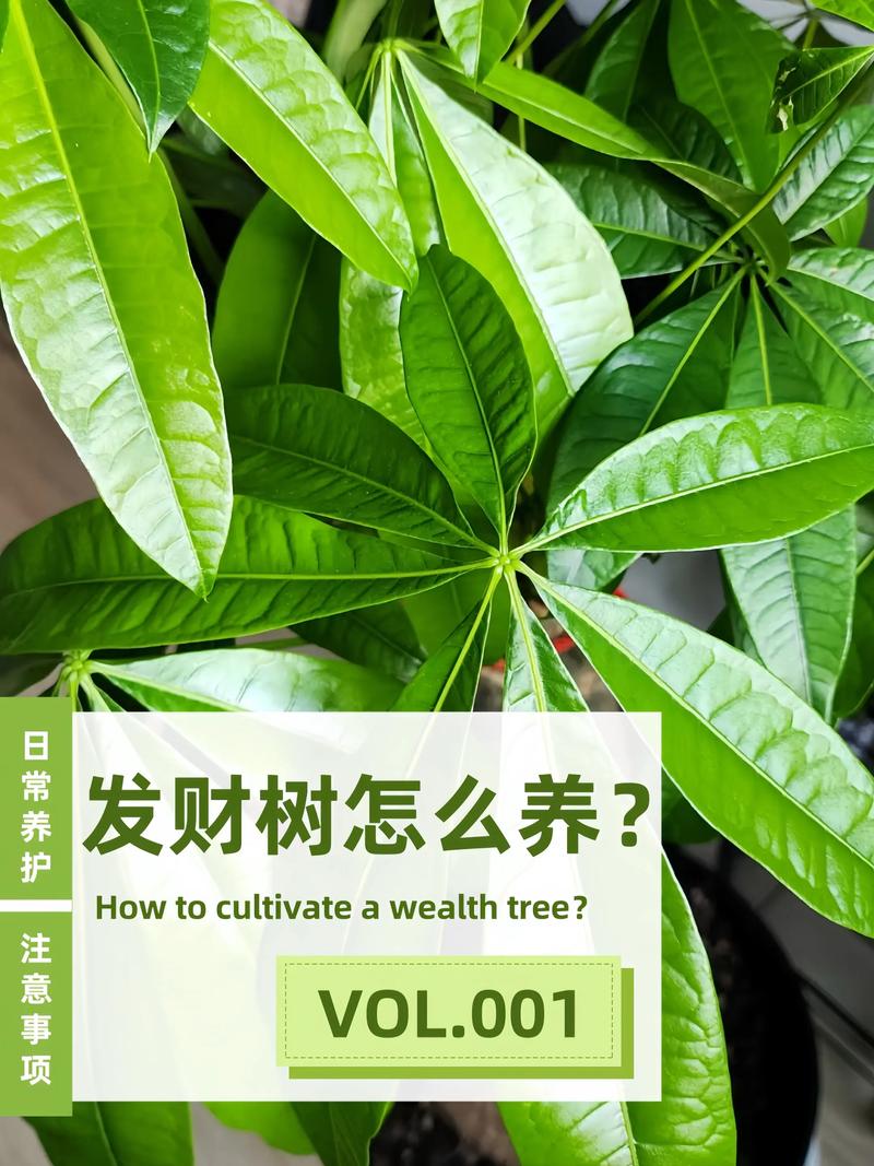 发财树能在雨里面淋雨吗?答案或许出乎你的意料 什么时候可以淋雨?记住三个条件