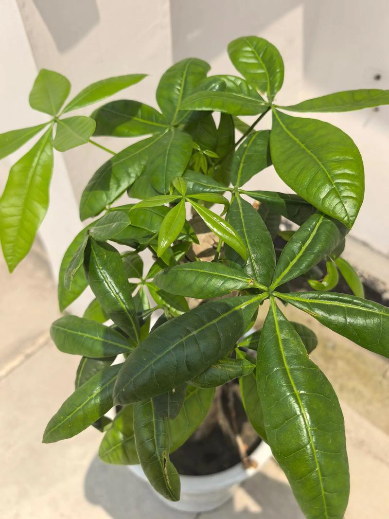 发财树能在雨里面淋雨吗?答案或许出乎你的意料 淋雨的风险:积水是最大的敌人