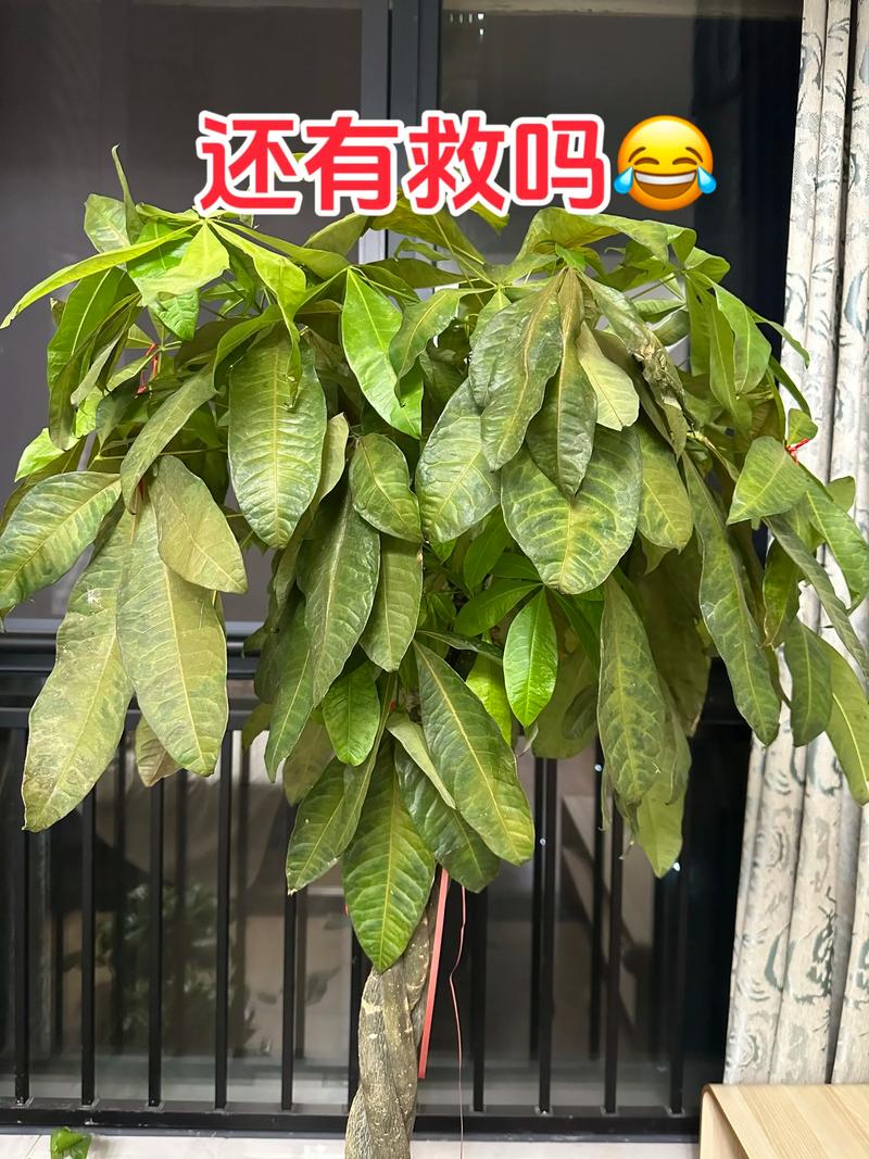 发财树能在雨里面淋雨吗?答案或许出乎你的意料 千万不能淋雨的情况