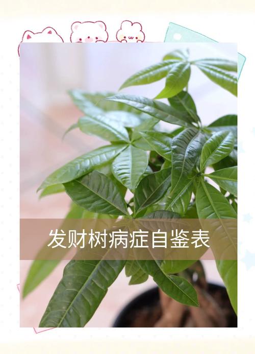 发财树能在雨里面淋雨吗?答案或许出乎你的意料 小贴士:室外摆放的“避雨”方案