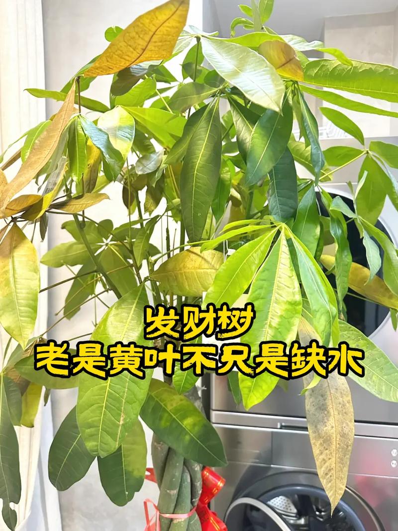 发财树能在雨里面淋雨吗?答案或许出乎你的意料 总结:爱它,就别让它“淋透”