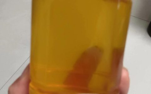 女贞子蜂蜜是几级蜜？女贞绿篱修剪与种植技术详解