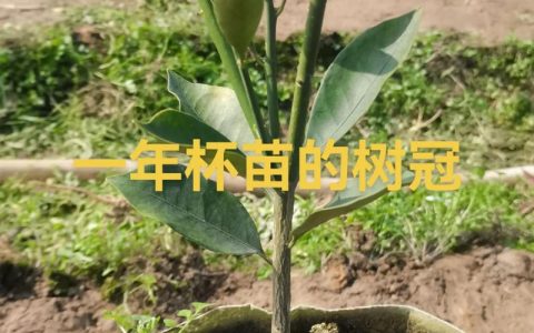 金桔树苗有刺吗？一文读懂金桔苗的刺、品种与养护要点