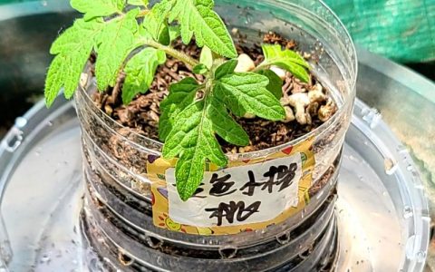 西红柿苗怎么种植和浇水？7步保成活的实操指南