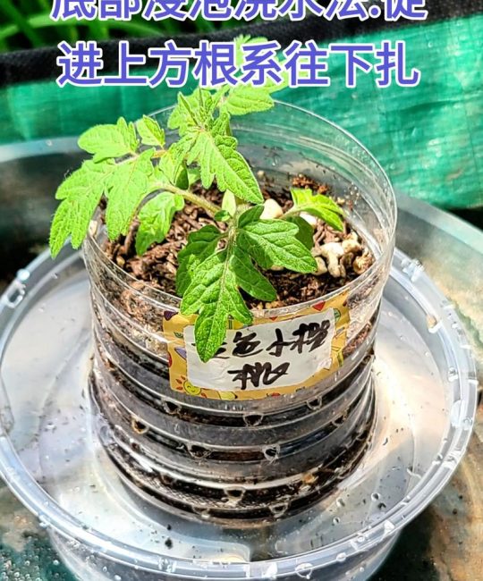 西红柿苗怎么种植和浇水？7步保成活的实操指南