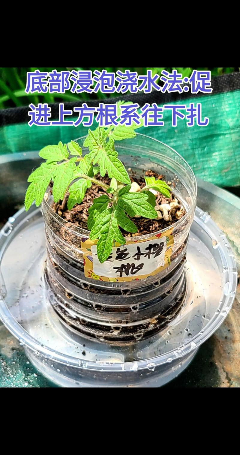 西红柿苗怎么种植和浇水？7步保成活的实操指南