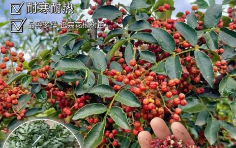 花椒树耐寒多少度？地域化种植实操指南