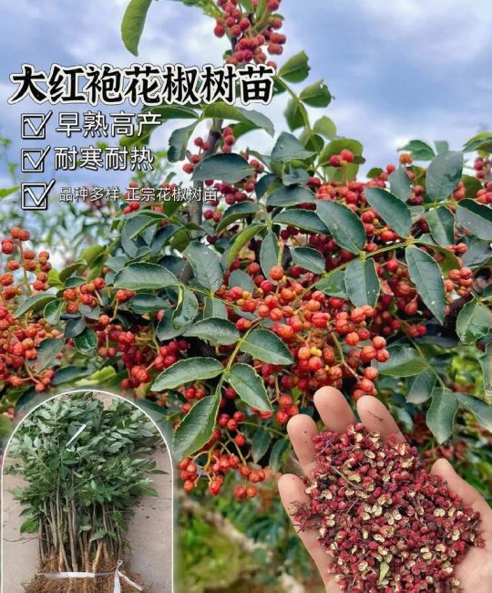 花椒树耐寒多少度？地域化种植实操指南