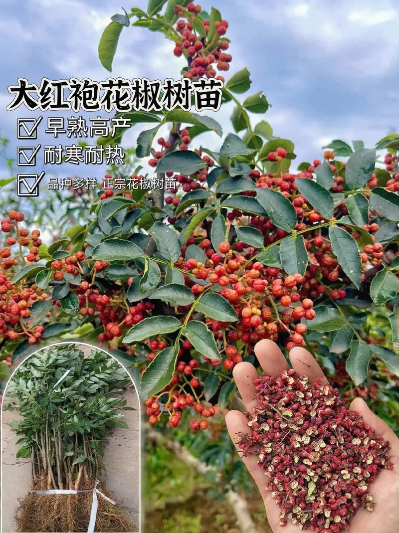 花椒树耐寒多少度?地域化种植实操指南 一、生长习性核心判断