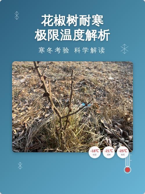 花椒树耐寒多少度?地域化种植实操指南 二、耐寒耐热精准指标