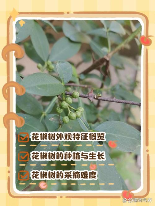 花椒树耐寒多少度?地域化种植实操指南 四、土壤适应诊断
