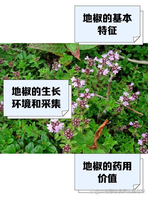 花椒树耐寒多少度?地域化种植实操指南 七、常见误区纠正