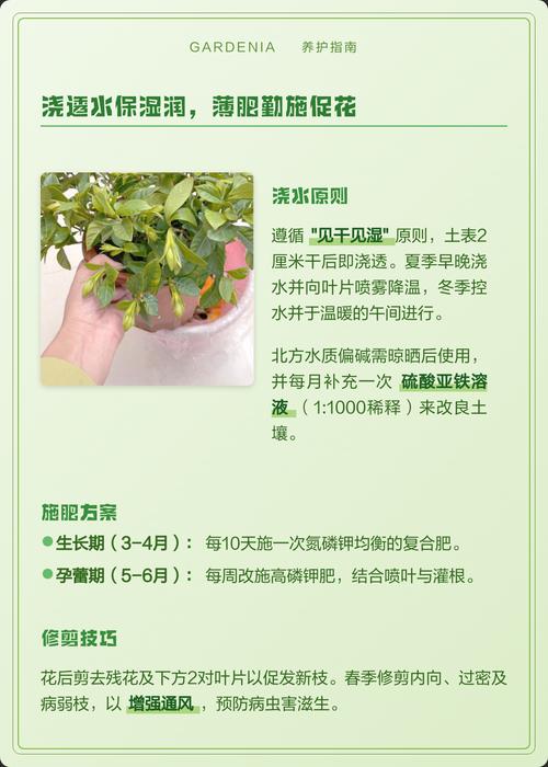栀子花怎么养护最好:从浇水到换盆的全程养护指南 修剪:花后轻剪为主,保持通风透光