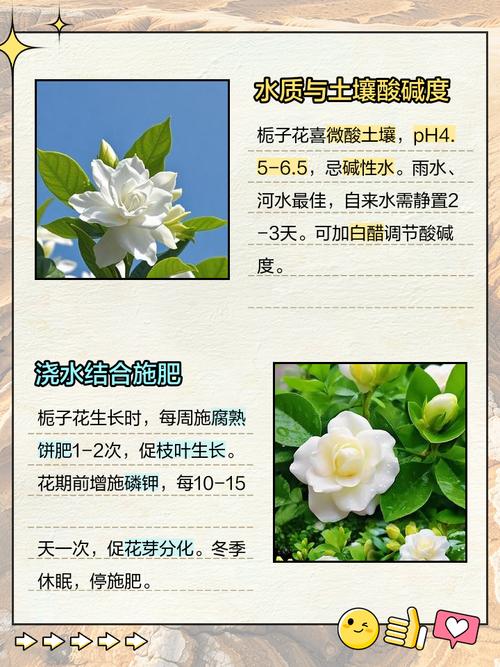 栀子花怎么养护最好:从浇水到换盆的全程养护指南 换盆与田间管理:2-3年换盆一次,土壤酸性是重点
