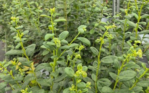 F6蓝莓品种简介：高产、大果、抗寒的优质高丛蓝莓