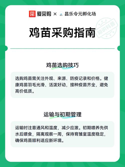 鸡苗批发多少钱一只?2025年价格参考与采购指南 总结与咨询指南