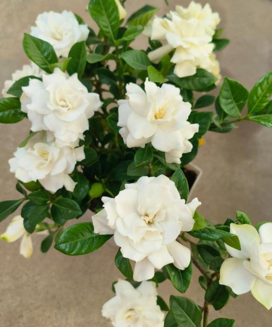 栀子花几月开花？花期管理与促花技巧全解析