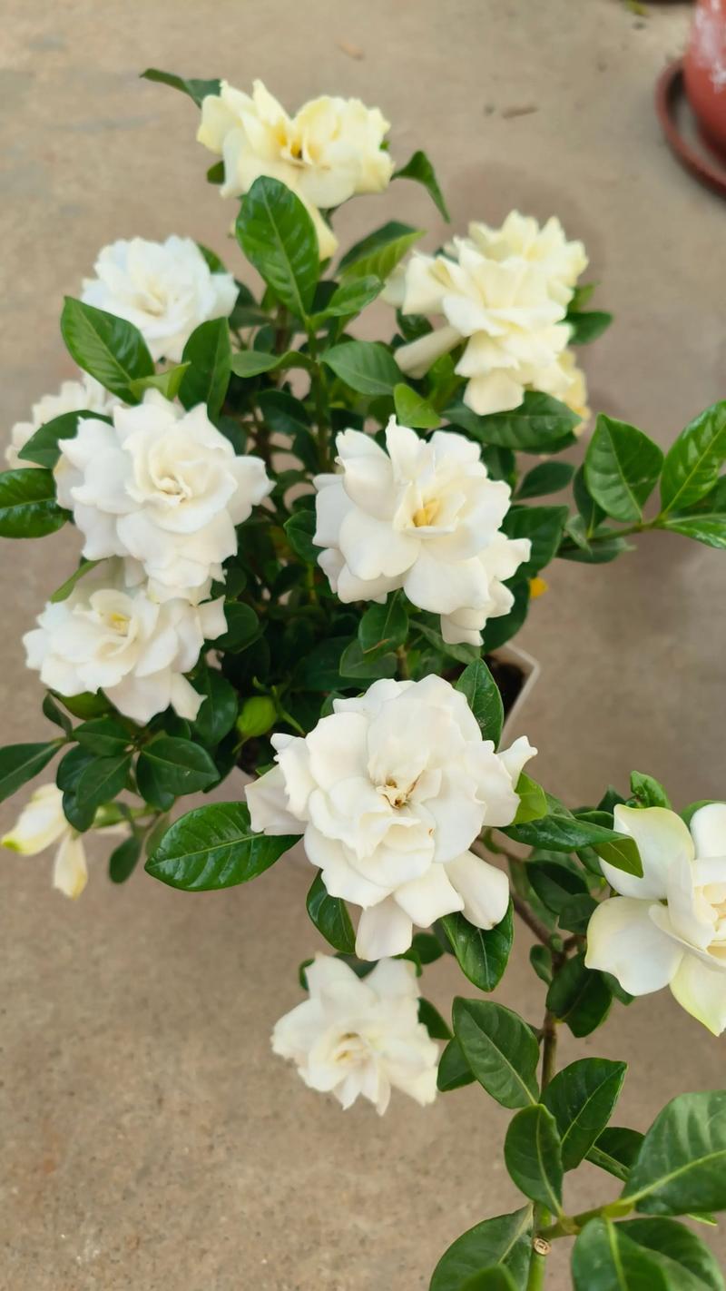 栀子花几月开花?花期管理与促花技巧全解析 栀子花几月开花?花期管理与促花技巧全解析