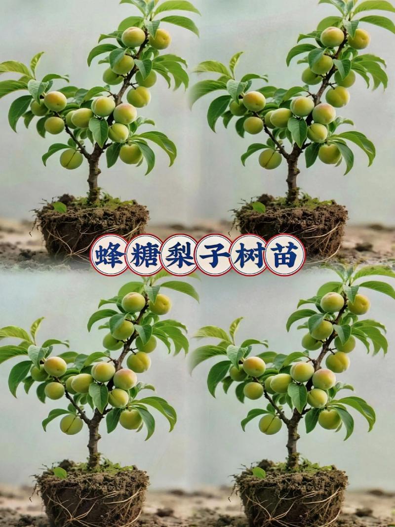 蜂糖李苗多少钱?2025年价格参考区间与影响因素分析 综合参考区间(含物流摊销)
