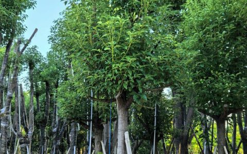 香樟树是什么植物？形态特征、生长习性、园林用途与识别要点全解析