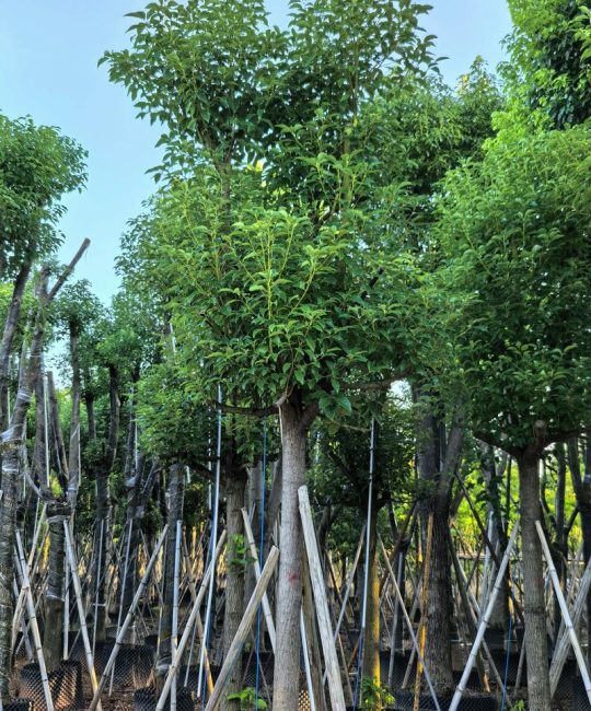 香樟树是什么植物？形态特征、生长习性、园林用途与识别要点全解析