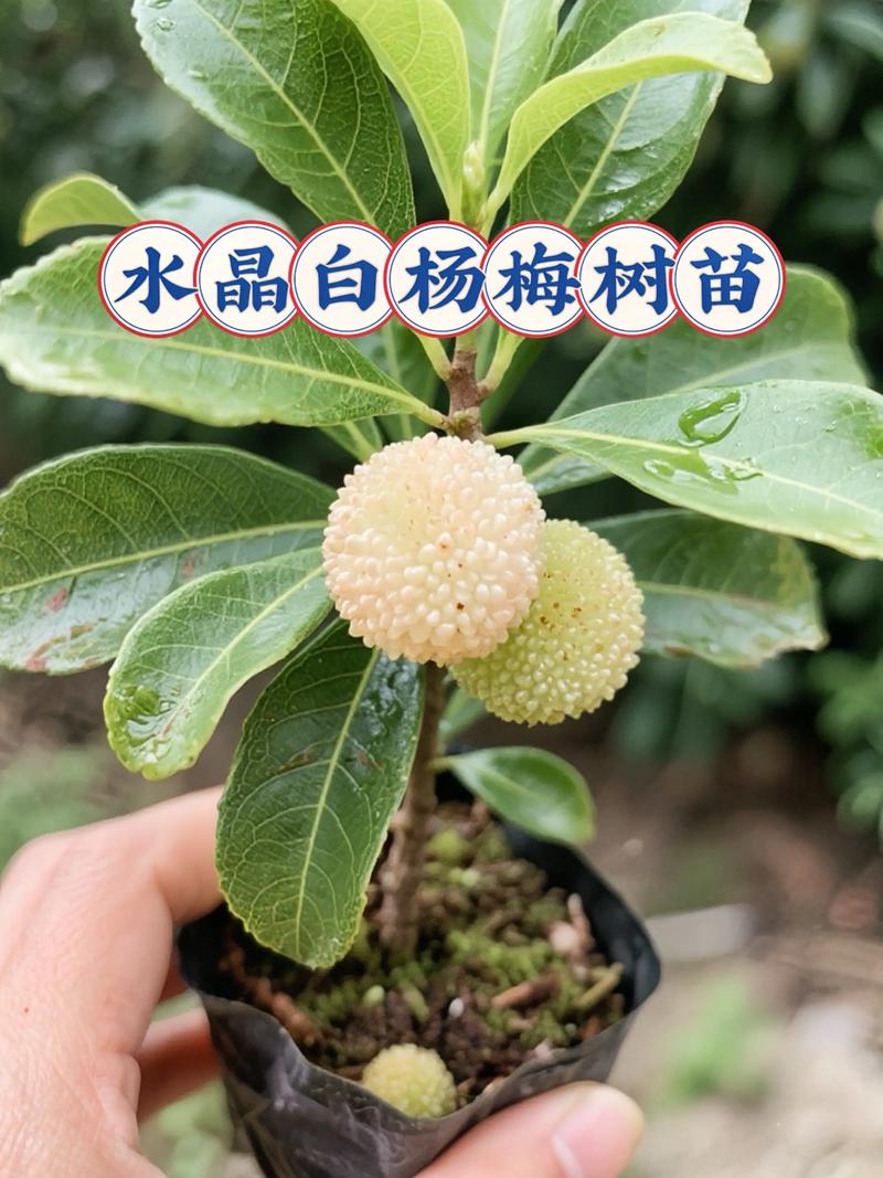 果树苗购买渠道全指南:从品种选择到采购质量把控 采购决策核查清单