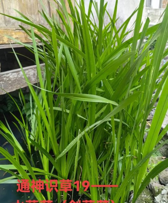 菖蒲的别名叫什么？详解天南星科菖蒲属植物的特征与习性