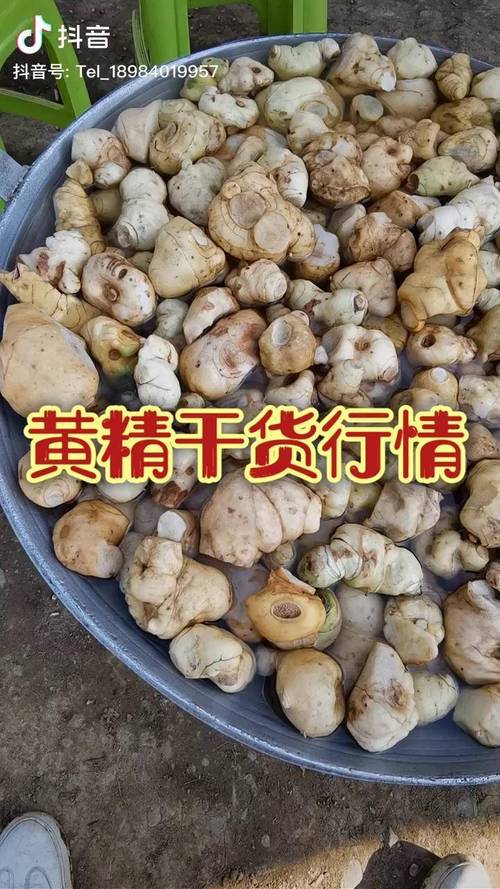 黄精种子一斤一般多少钱?2025年市场参考价格与影响因素分析 产地因素:道地产区溢价与产地直发价并存