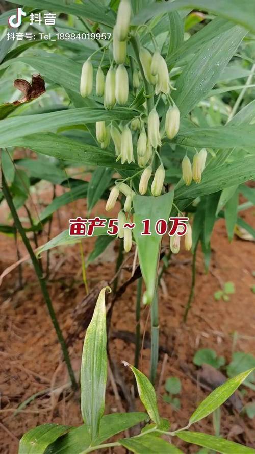 黄精种子一斤一般多少钱?2025年市场参考价格与影响因素分析 季节波动:春播与秋播是两个价格高点