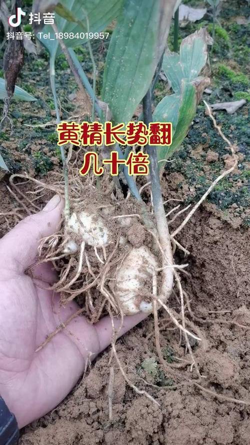 黄精种子一斤一般多少钱?2025年市场参考价格与影响因素分析 价格汇总表:不同采购场景参考