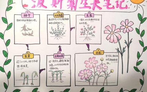 家里可以种波斯菊吗？阳台党与庭院主的完整种植指南